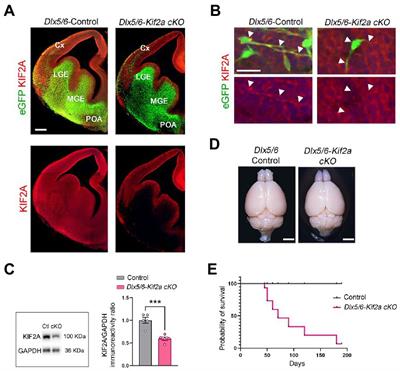 Inhibitory synapse dysfunction and epileptic susceptibility associated with KIF2A deletion in cortical interneurons